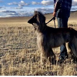 Kash - Afghan Hound