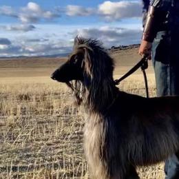 Kash - Afghan Hound