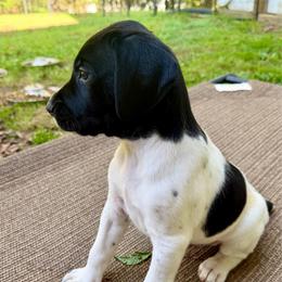 Stonie - Black and white male German Shorthaired Pointer puppy in Hot Springs, Virginia from Thunder Mountain Gun Dogs