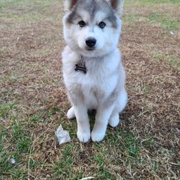 "Mommy" Siberian Husky Puppies from JK Huskies