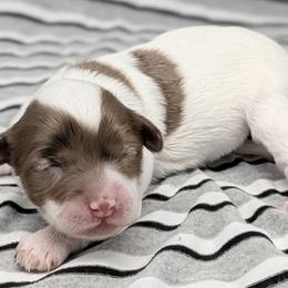 Cirrus - Merle female Cavapoo puppy in Salem, New Jersey from Dreamy Night Doodles