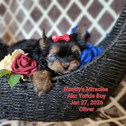 Oliver - Black and tan male Yorkshire Terrier puppy in Dallas, North Carolina from Mandy's Miracles