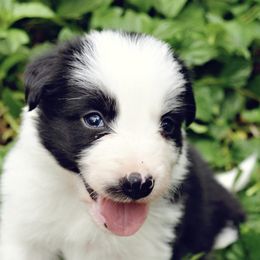 Girl 2 - Border Collie puppy in Mesa, Arizona from Ranch Girl Border Collies