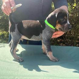 Bandit - Blue ticked and tan male Bluetick Coonhound puppy in Mount Pleasant, Texas from Harmons Hounds