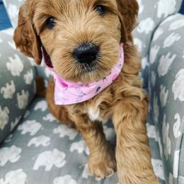 Goldendoodle Puppies from Millie Billie Doodles