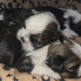 Cane Corso and Shih Tzu Puppies from Hardradas Dynasty Kennel