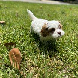 Cavapoo and Shihpoo Puppies from Haus of Doodles