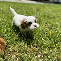 Cavapoo and Shihpoo Puppies from Haus of Doodles