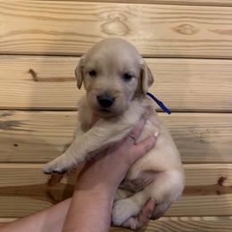 Hank - Light golden male Golden Retriever puppy in Hendersonville, North Carolina from Apple Country Retrievers