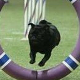 Pugs from Mari Anne Parks