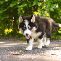 Minaadendamowen Mashkode-Bizhiki - female Native American Indian Dog puppy in Brimfield, Massachusetts from Seven Sisters Canids