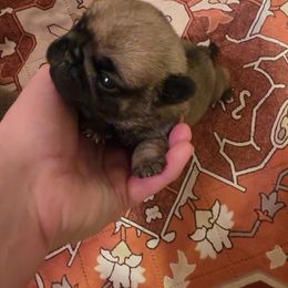 Boy 2 - Fawn male Pug puppy in Vale, North Carolina from Von Katzenstein Kennel