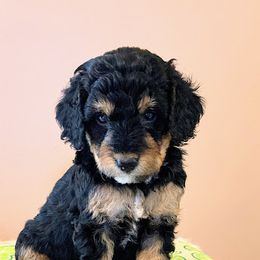 Aussiedoodle, Bernedoodle, and Poodle Puppies from Sis' Doodles & Poodles