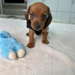 Dachshund Puppies from Harrison Farm