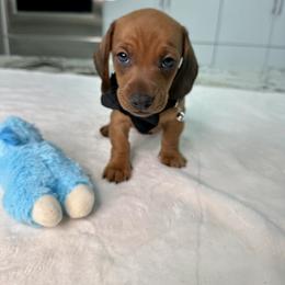 Dachshund Puppies from Harrison Farm