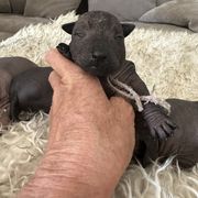 Amaya - Black female Xoloitzcuintli puppy in West Jordan, Utah from Majestic Nakids