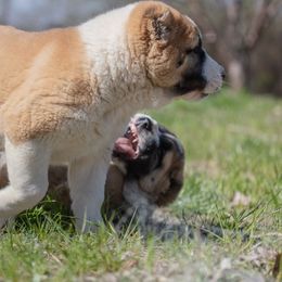 Central Asian Shepherd Dog Puppies from Guardian Dog