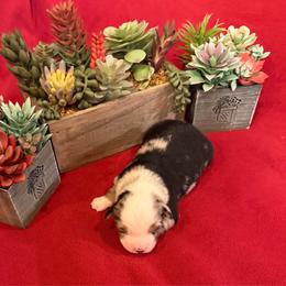 Rosa - Blue merle female Miniature Australian Shepherd puppy in Myakka City, Florida from Gable A Aussies