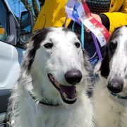 Borzois from Starswift Borzoi
