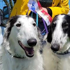 Borzois from Starswift Borzoi