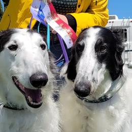 Borzois from Starswift Borzoi