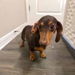 AKC Choc Tan Cryptic Dapple Adult Female - Dapple female Dachshund puppy in Horizon City, Texas from Micah's Minis