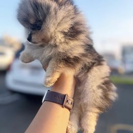 Pomeranian Puppies from Pom Pom Lollipop’s