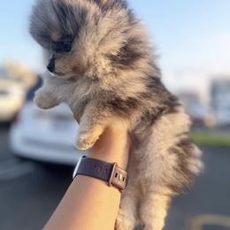 Pomeranian Puppies from Pom Pom Lollipop’s