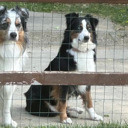 Australian Shepherds from Groveland's Haus of Aus