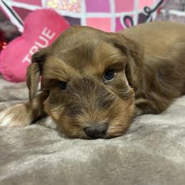 Rex - Liver male Miniature Schnauzer puppy in Lufkin, Texas from C&K’s Schnauzer House