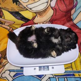 Rocky - Black and tan parti male Pomeranian puppy in Albany, New York from K&A Little Wonder's