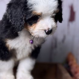 Ultra Bernedoodle Purple Girl - Tri-color female Bernedoodle puppy in Belgreen, Alabama from Scott’s Farm Poodles and Doodles