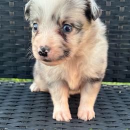 Rex - Blue merle male Miniature Australian Shepherd puppy in Stuart, Iowa from Arbor Hill Aussies