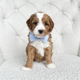 Apollo - Red  male Goldendoodle puppy in Sterling, Illinois from Charley's Goldendoodles