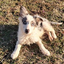 Border Collie Puppies from Bond Border Collies
