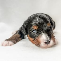 Lacey - female Australian Mountain Doodle puppy in Sharpsburg, Georgia from Steindoodles