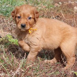 Polly's Gold Girl - Dark golden female Golden Retriever puppy in Idaho Falls, Idaho from Once Upon A Dream Kennels