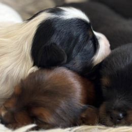 Yorkshire Terriers from Rowan's Rascals