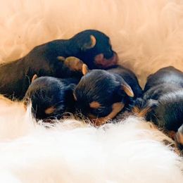 Yorkshire Terrier Puppies from Simply Couture