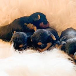 Yorkshire Terrier Puppies from Simply Couture