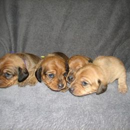 Dachshund Puppies from Cranberry Dachshunds