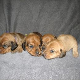 Dachshund Puppies from Cranberry Dachshunds