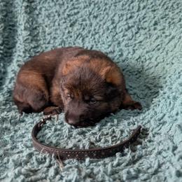 Black - Sable male German Shepherd puppy in Motley, Minnesota from Von Thomson Haus