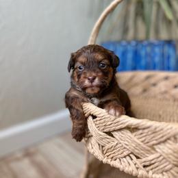 June - Brown female Shihpoo puppy in San Jose, California from Doodle Amore