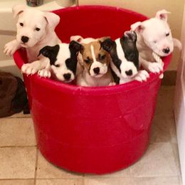 American Staffordshire Terrier Puppies from Ohana Amstaffs