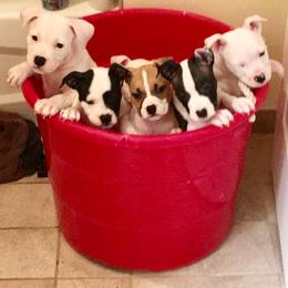 American Staffordshire Terrier Puppies from Ohana Amstaffs