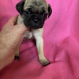 Boy 1 - Fawn male Pug puppy in Brooksville, Florida from Windsorsprings