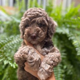 Leo - Brown white and tan male Cockapoo puppy in Queens, New York from The 2 Musketeers_Cockapoos