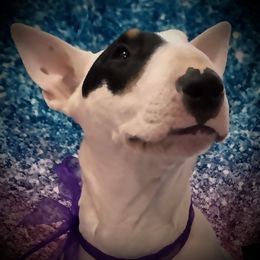 Josie - Bull Terrier