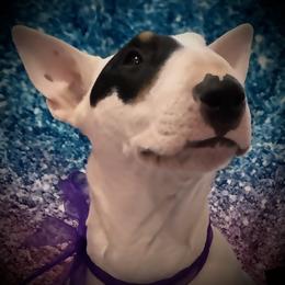 Josie - Bull Terrier